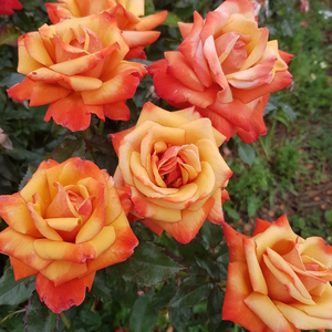 Vrtnica čajevka - Roza - Remember Me™ - 